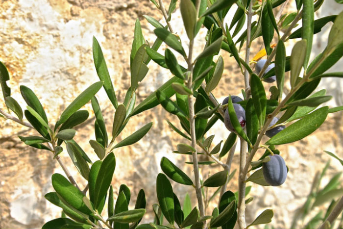 An Olive Branch